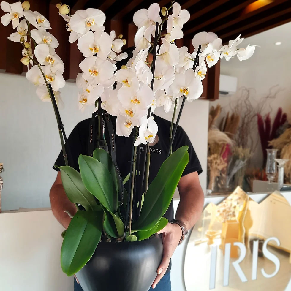 Artificial Flowers and Plants - Dial Bahrain