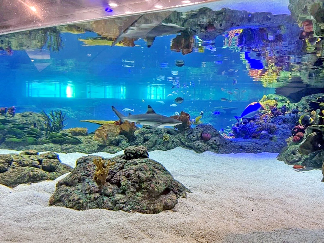 Aquariums - Dial Bahrain