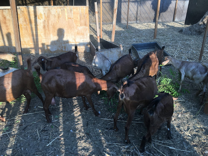 Jasra Organic Farm