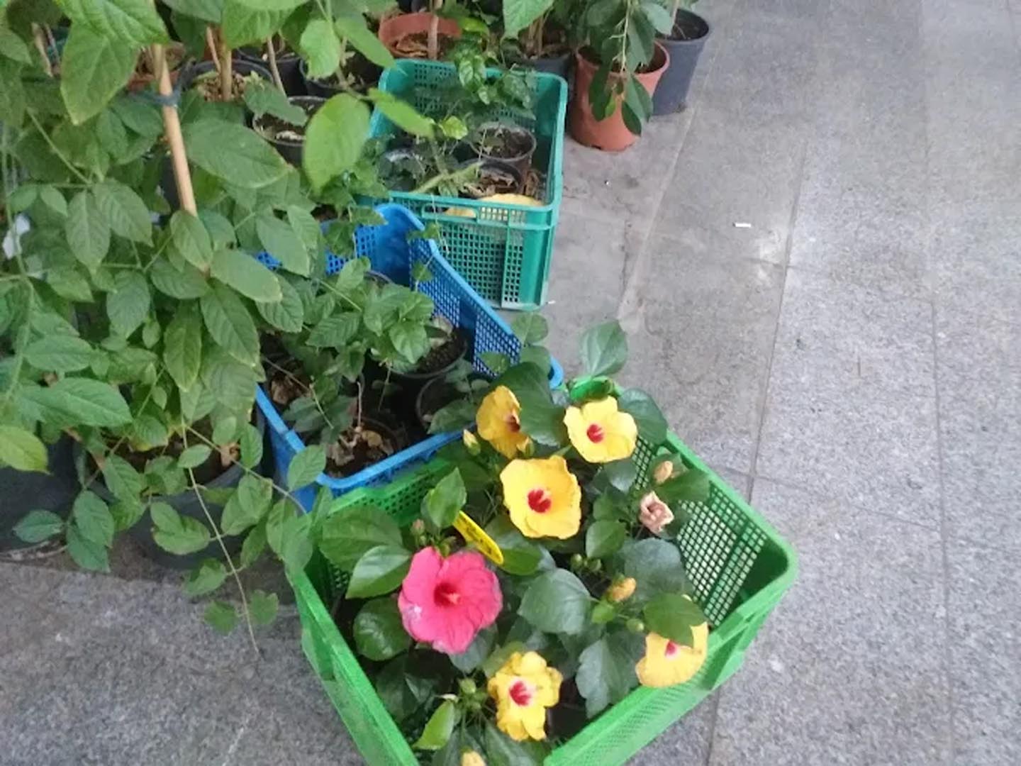 Galali branch &ndash; Al Khair Agricultural Centre