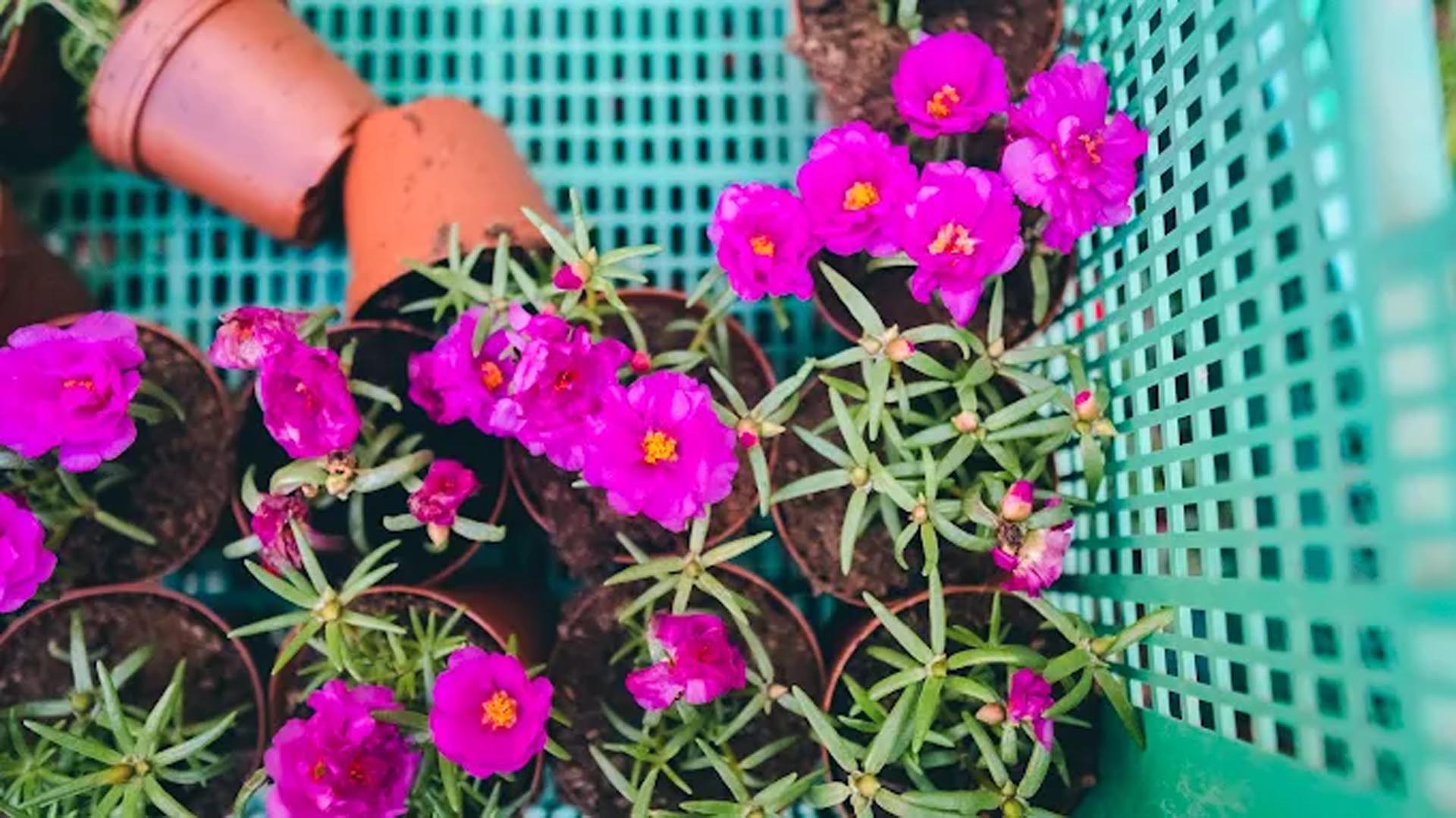 Galali branch &ndash; Al Khair Agricultural Centre