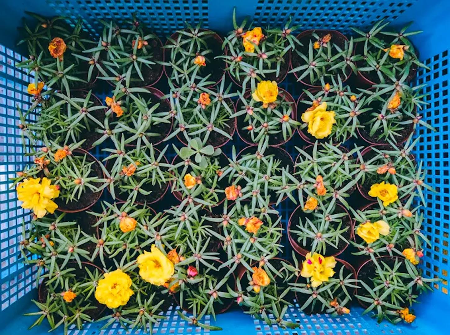 Galali branch &ndash; Al Khair Agricultural Centre