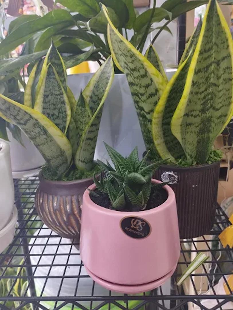 Galali branch &ndash; Al Khair Agricultural Centre