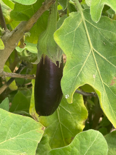 Jasra Organic Farm