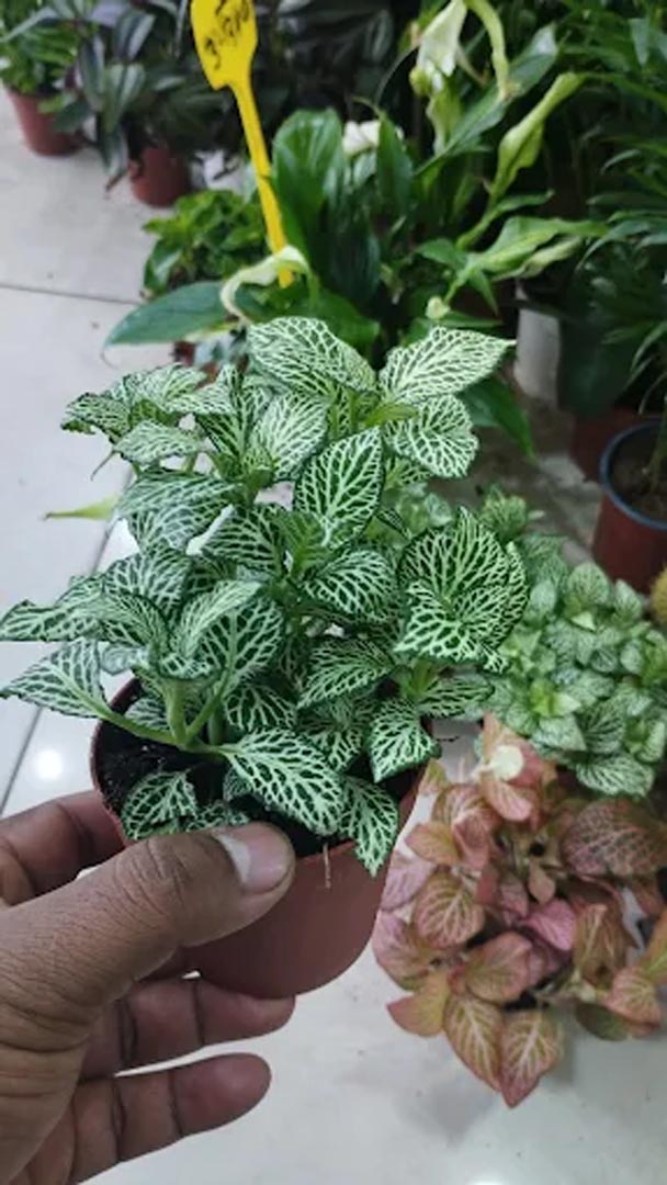 Galali branch &ndash; Al Khair Agricultural Centre