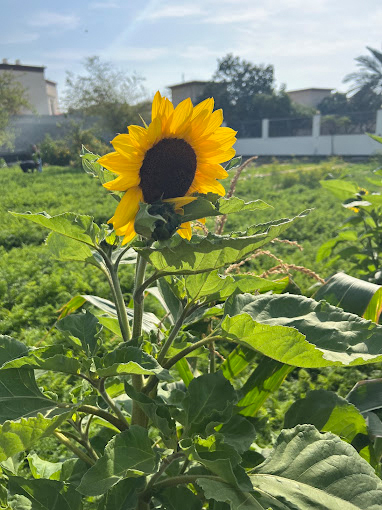 Jasra Organic Farm