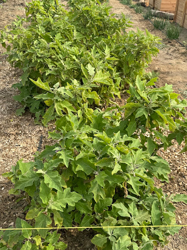 Jasra Organic Farm