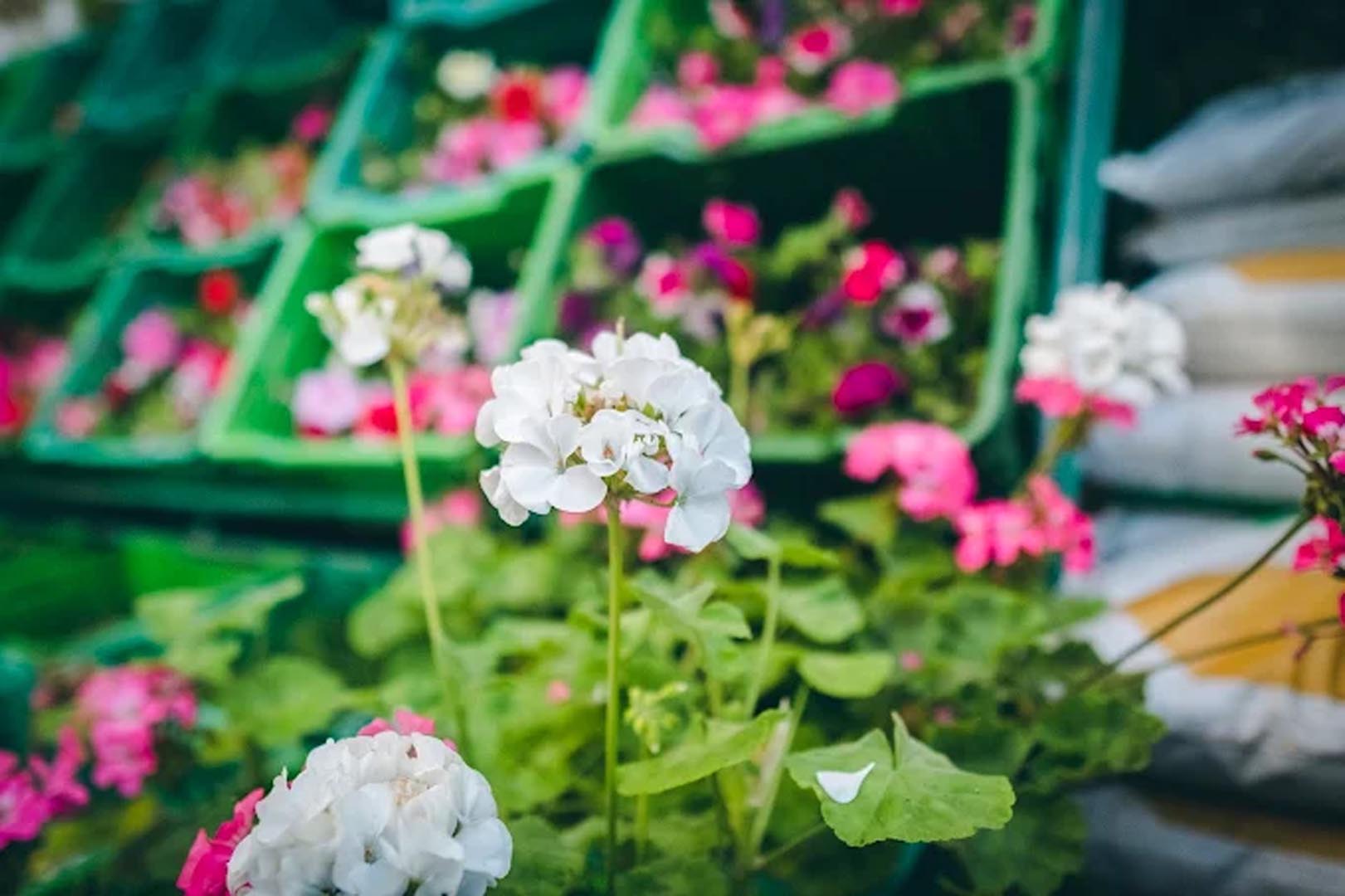 Galali branch &ndash; Al Khair Agricultural Centre