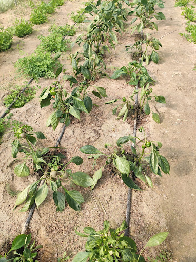 Jasra Organic Farm
