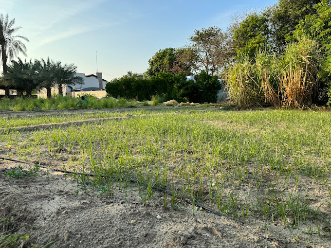 Jasra Organic Farm